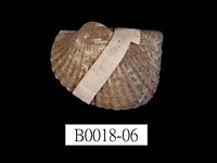 藏品(舵毛蚶)的圖片